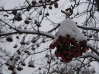 Besneeuwd Kopenhagen