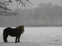 \'s-Gravenwezels sneeuwlandschap