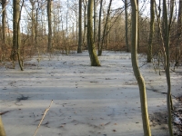 Bevroren bos bij Aarhus