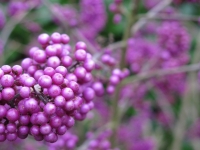 20131109_3034_wallpaper