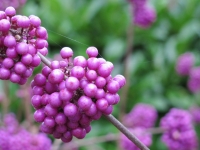 20131109_3035_wallpaper