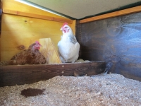 Chicken coop 6
