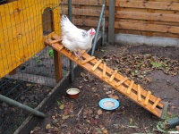 Chicken coop 5